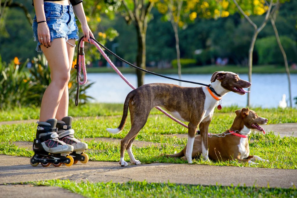 roller avec son chien