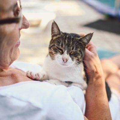 La ronronthérapie : ces chats qui nous soignent
