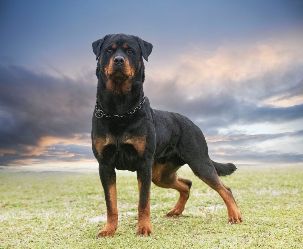 Rottweiler