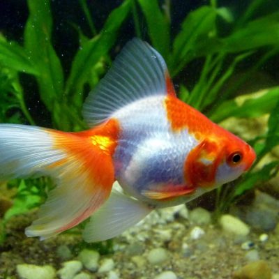 Le poisson rouge Ryukin