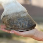 Comment prendre soin des sabots du cheval ?