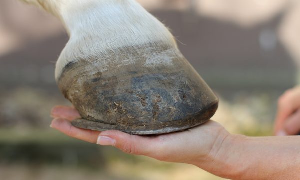 Comment prendre soin des sabots du cheval ?