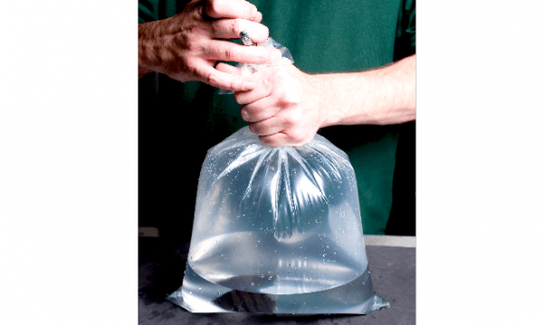 Déménager ses poissons sans stress