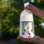 Comment introduire des poissons rouges à l’aquarium ?