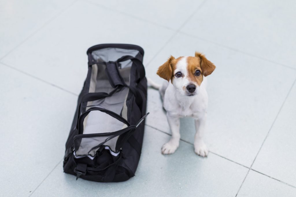 Sac cabine en tissu pour transport du chien dans l'avion