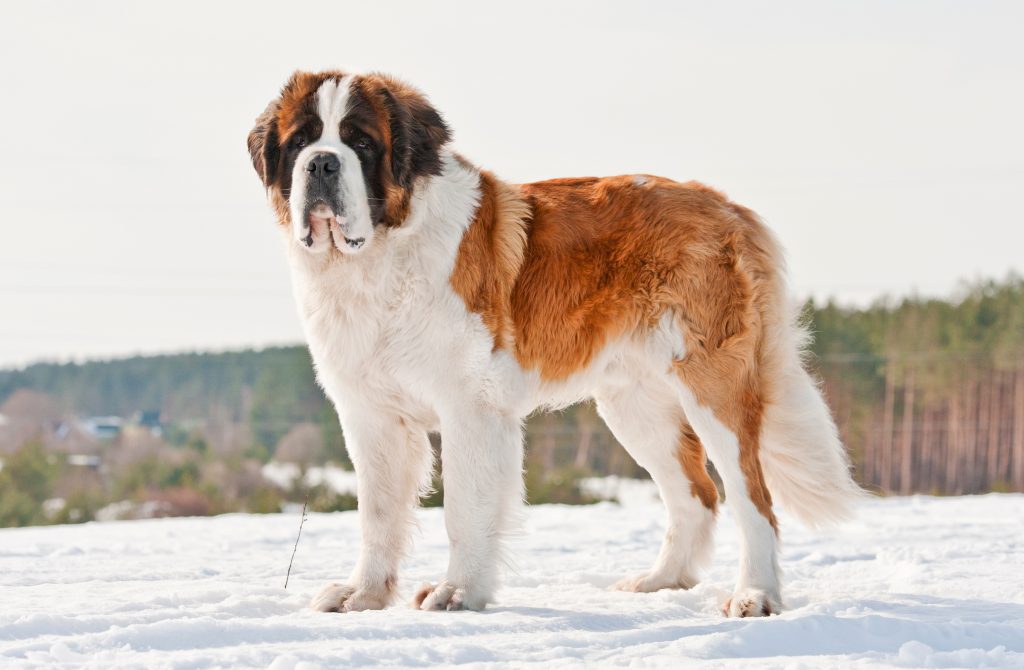 Saint-Bernard à la montagne