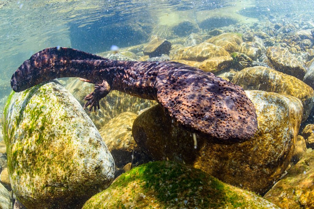 salamandre géante