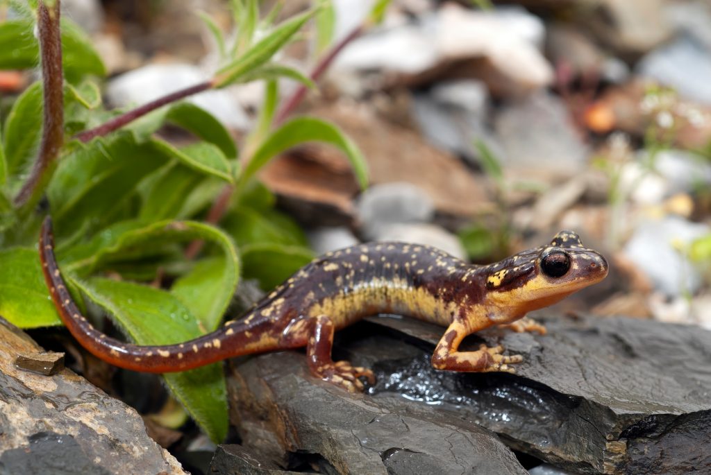 salamandre Karpathos