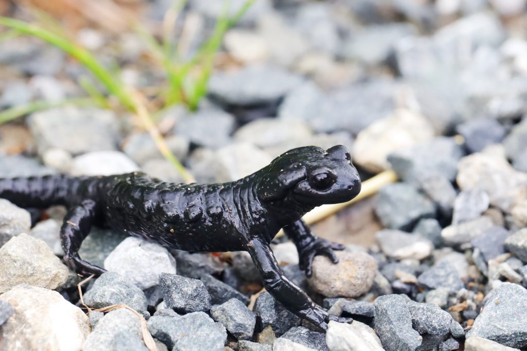Salamandre noire