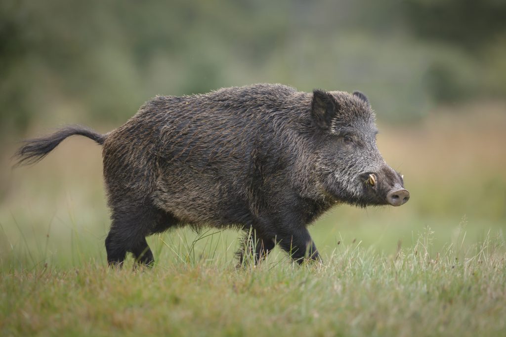 Sanglier de Bornéo