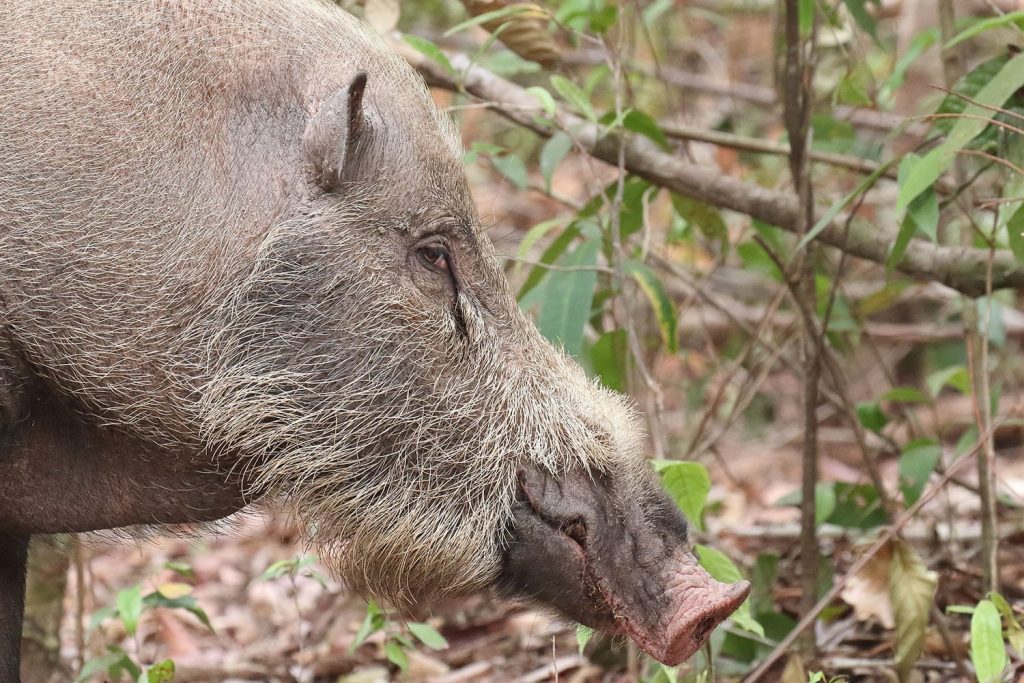 Sanglier de Bornéo