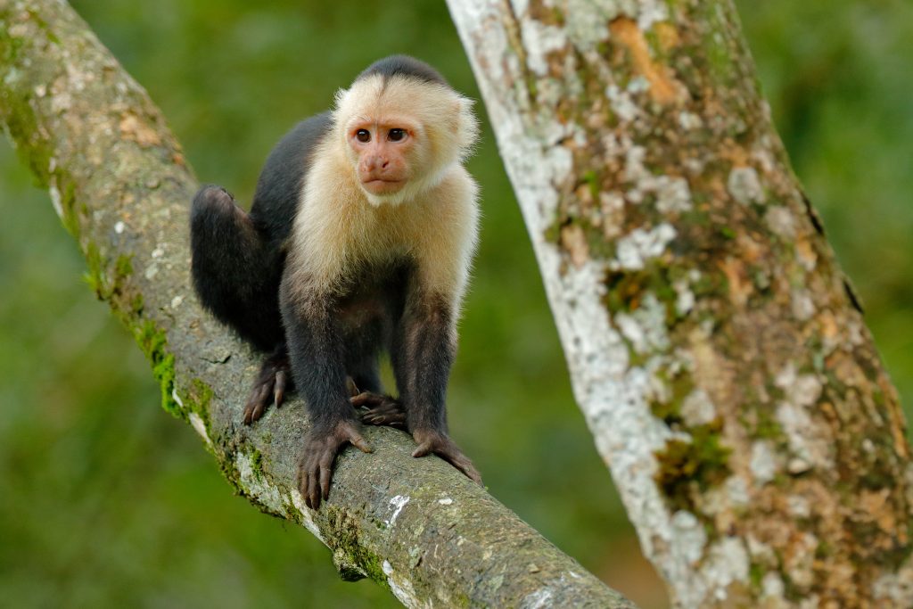singe sapajou capucin