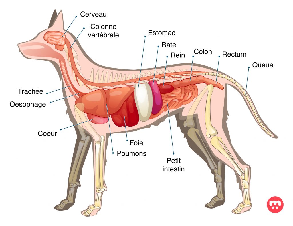 Schéma de l'anatomie du ventre d'un chien