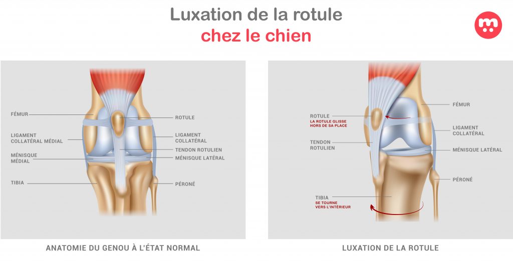 Schéma explicatif de la luxation de la rotule chez le chien