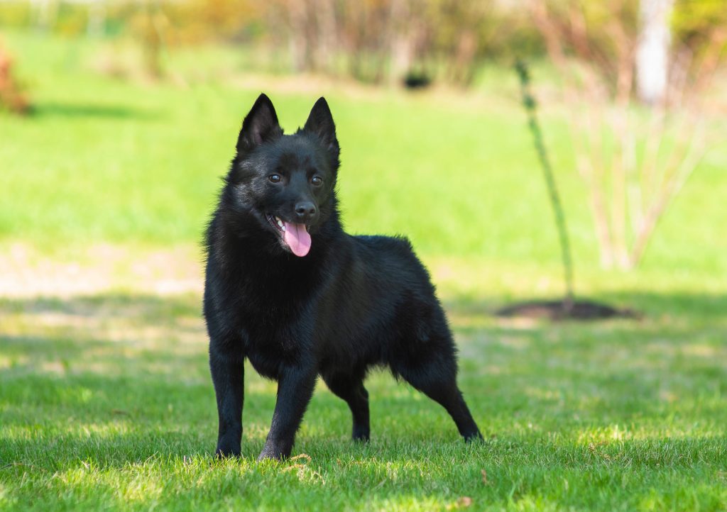 Chien de race Schipperke