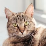 Les maladies des yeux chez le chat