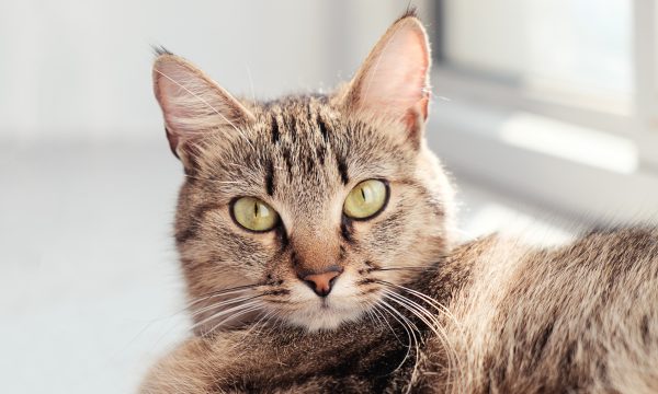Les maladies des yeux chez le chat
