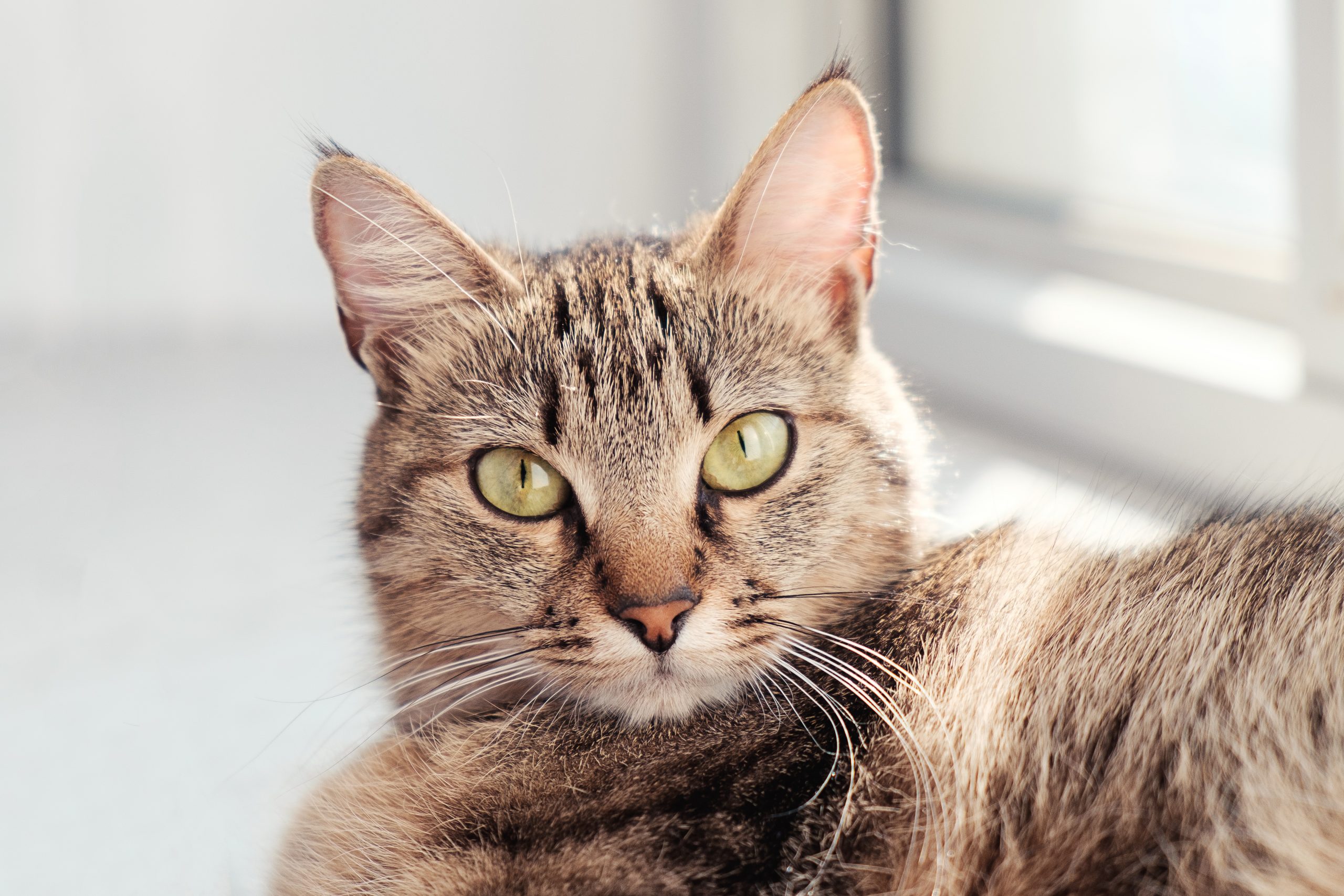 Maladies des yeux chez le chat Causes, Signes et Traitements