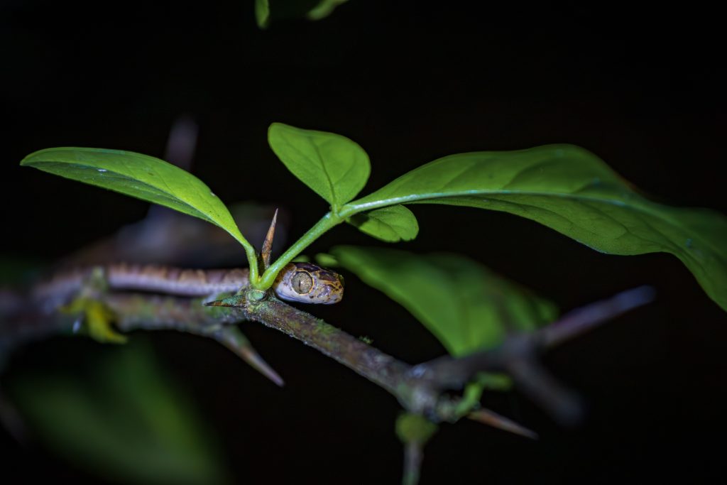 serpent de nuit