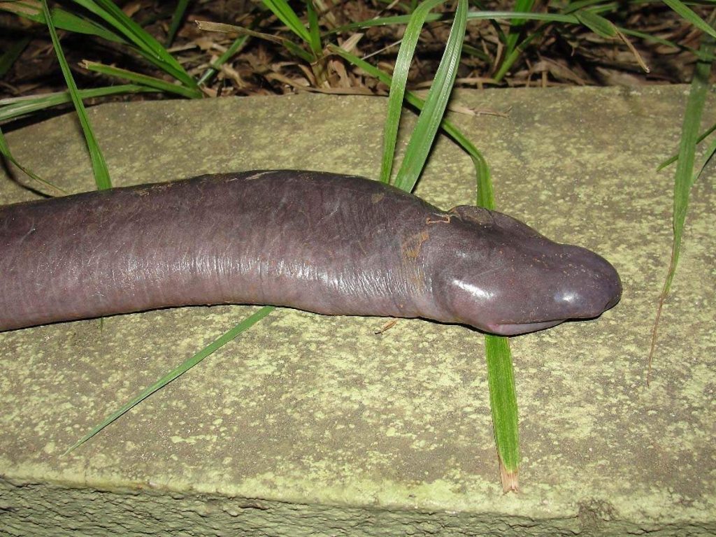 Serpent pénis