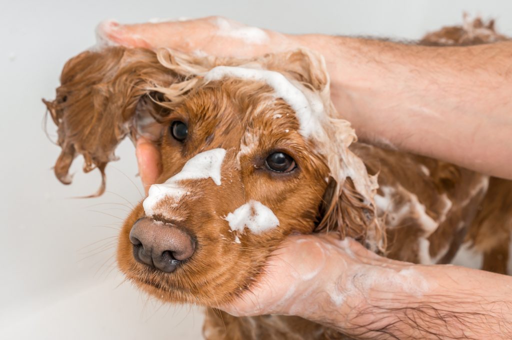 femme qui fait un shampooing à son chien