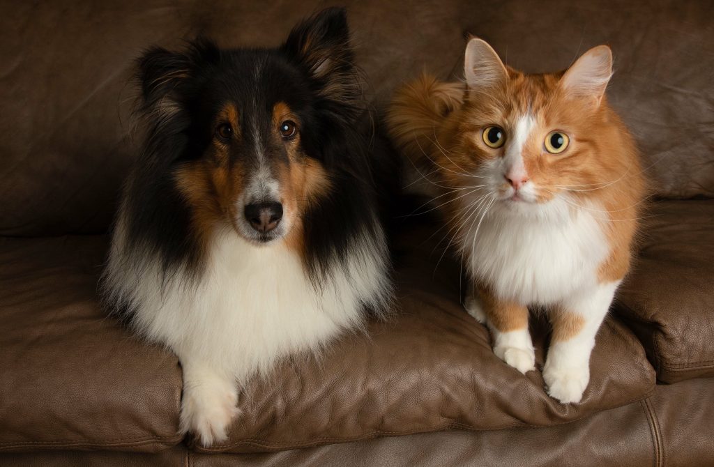 Berger des Shetland avec un chat