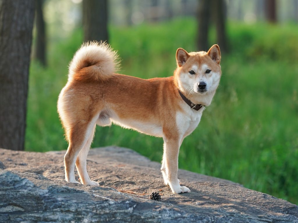 Shiba Inu