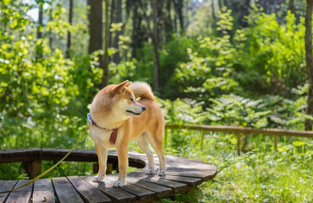 Shiba Inu dans un Parc