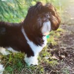 Top 6 raisons d’adopter un Shih Tzu