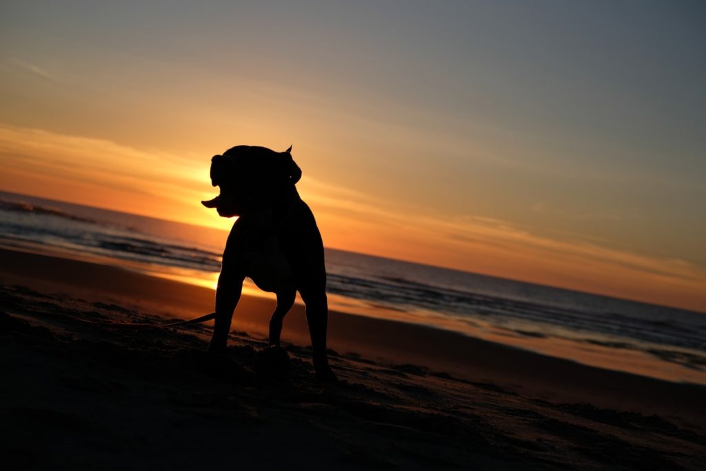 Silhouette d'un chien au couché de soleil