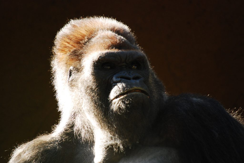 Photo de Silhouette d'un singe