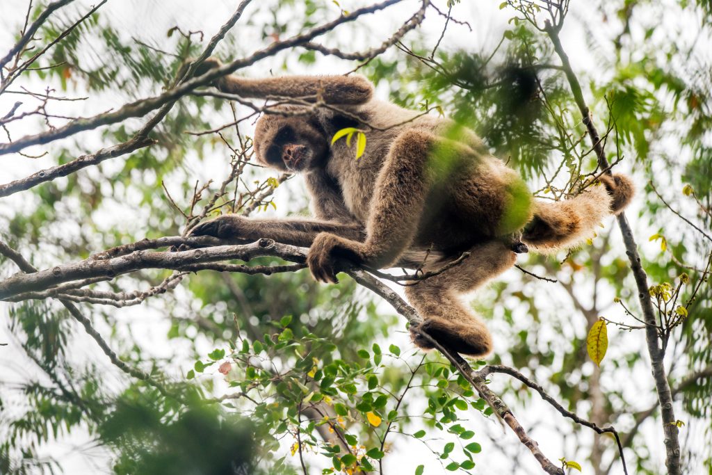 Singe araignée