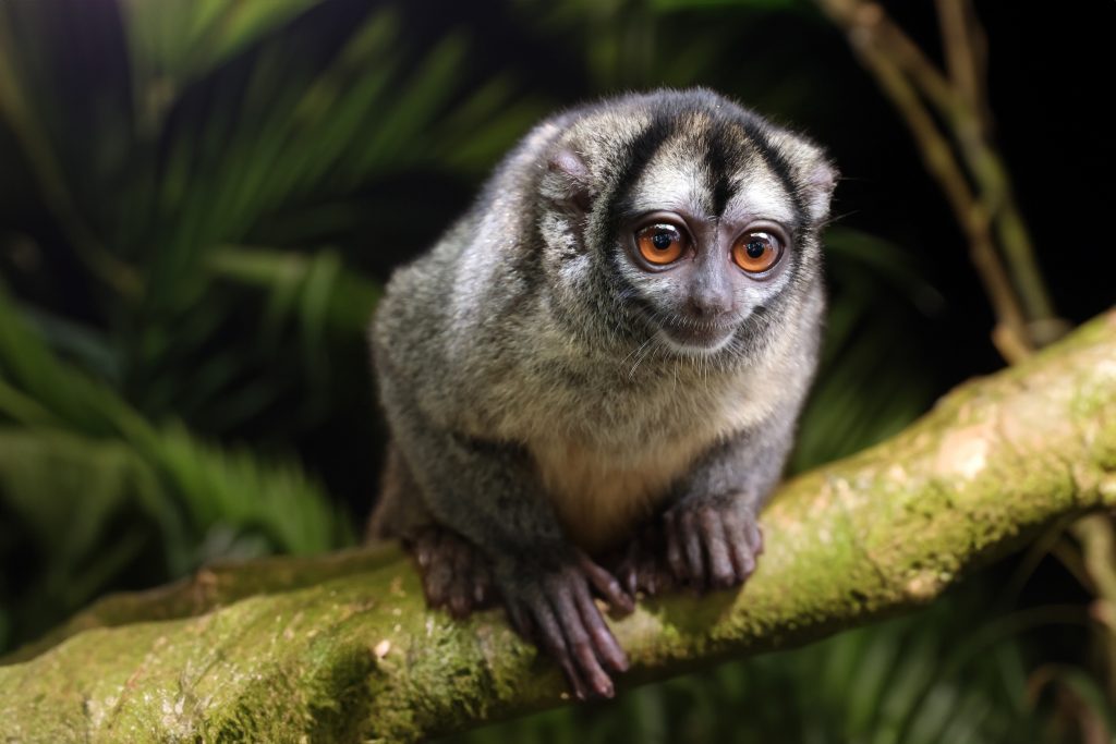 Singe hibou
