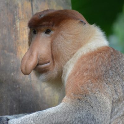Singe Nasique : qui est-il et où voir ce singe arboricole ?