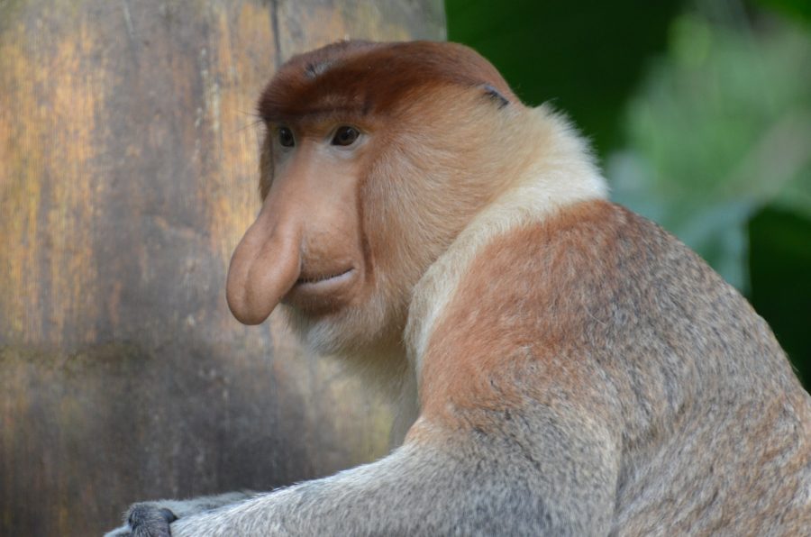Singe Nasique : qui est-il et où voir ce singe arboricole ?