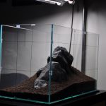 Comment préparer le substrat de l’aquarium ?