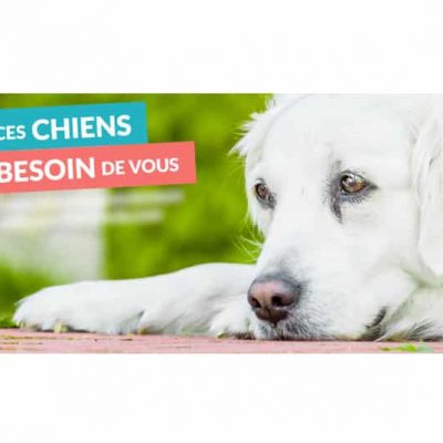 Soschienperdu.com, le site au service des chiens et de leur maître