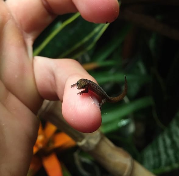 lézard le plus petit au monde