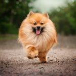 Top 15 des chiens préférés des français