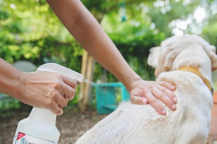 Créer un antiparasitaire naturel pour chien