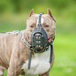 Chiens de catégorie 1 et 2 : races et réglementation
