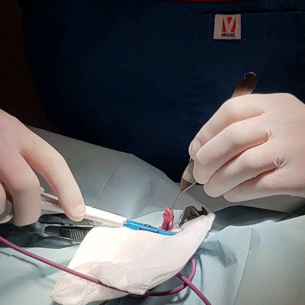 Stérilisation chirurgicale dans un centre vétérinaire