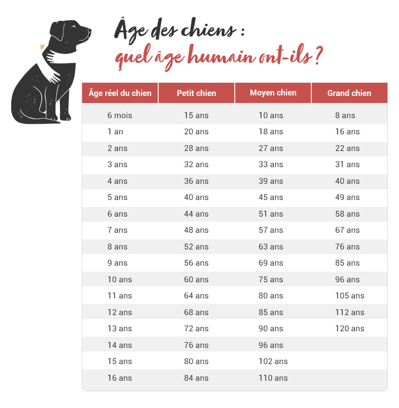 Age Des Chiens Quel Age Humain Ont Ils Autour Des Animaux