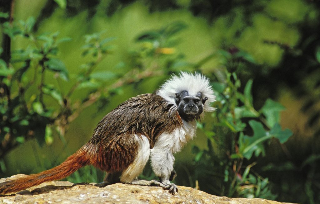 tamarin de geoffroy