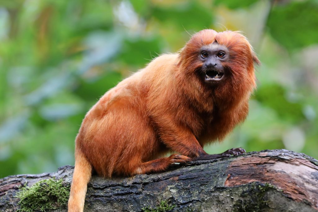 tamarin-lion