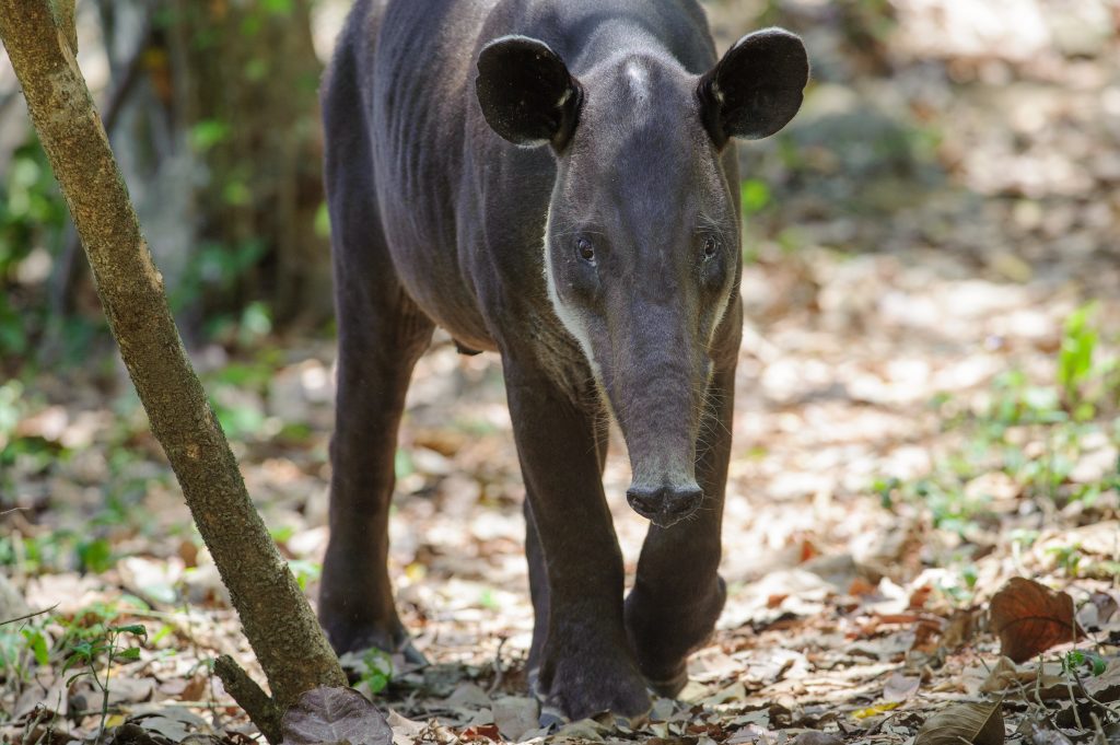 Tapir de Baird