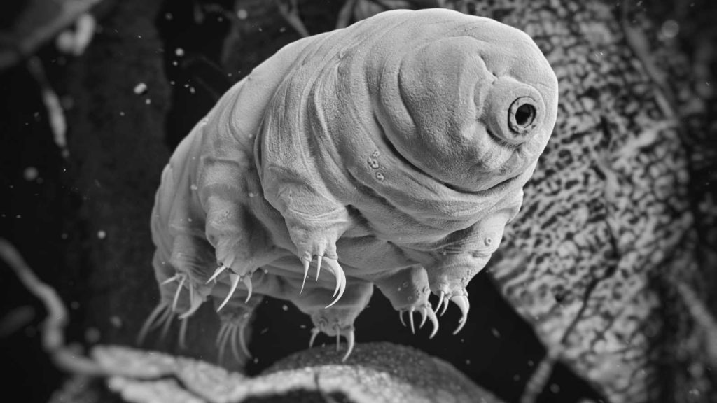 Tardigrade