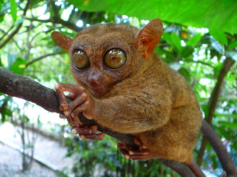 Tarsier d'Asie