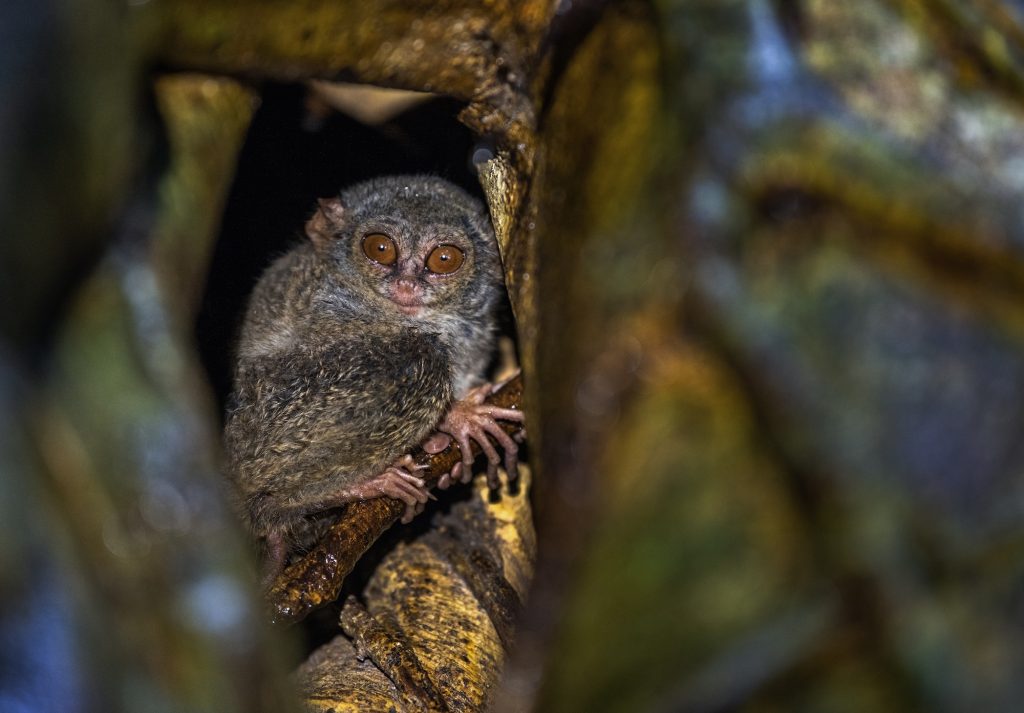 Tarsier dans un arbre la nuit