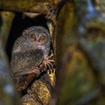 Top 8 Animaux qui voient la nuit ou dans le noir